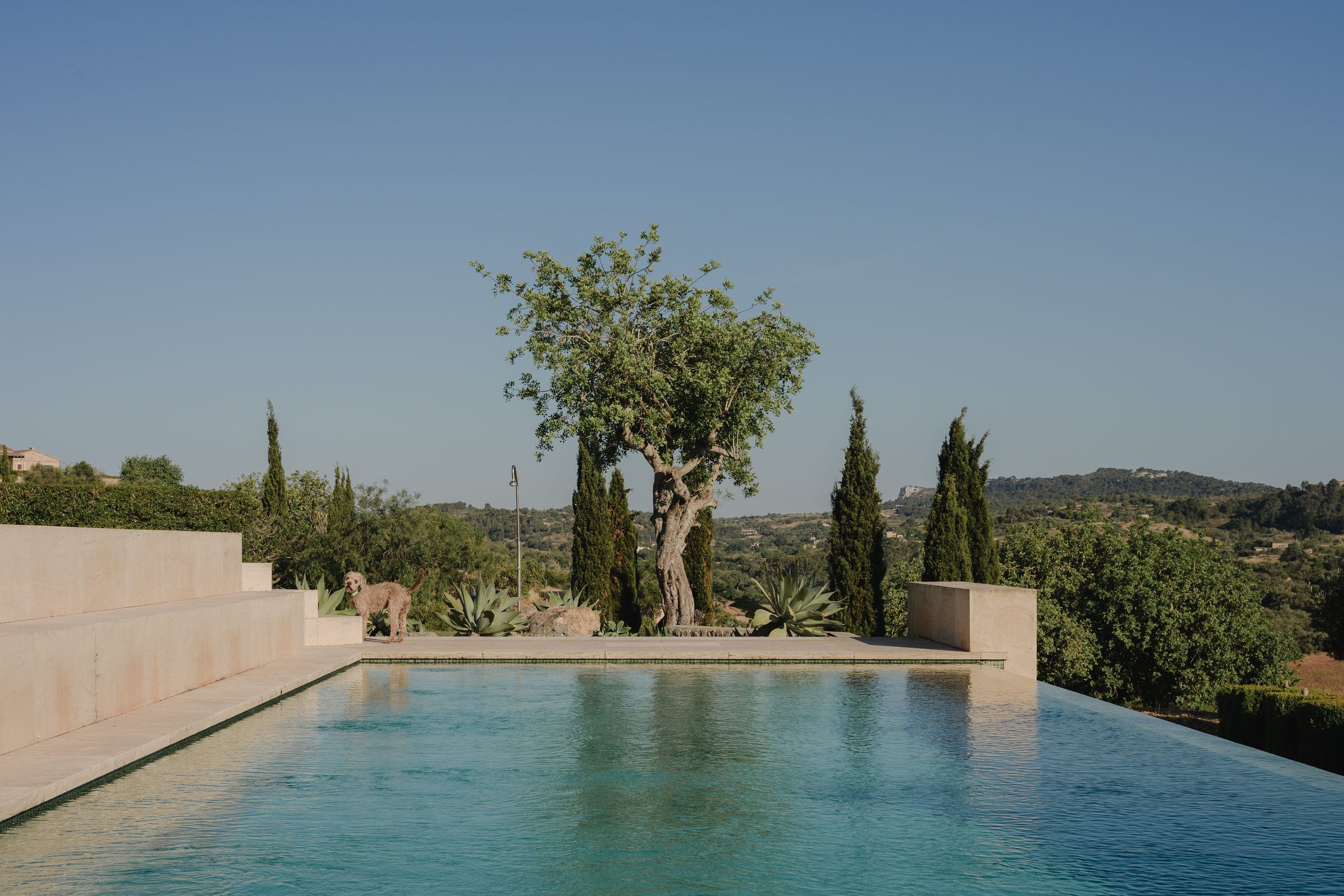 Salzwasser-Infinity-Pool mit altem Olivenbaum und weitem Blick über die Landschaft
